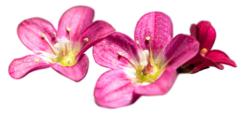 Марена сердцелистная